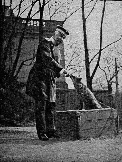Graf Waldersee füttert seinen selbstgezähmten Fuchs.